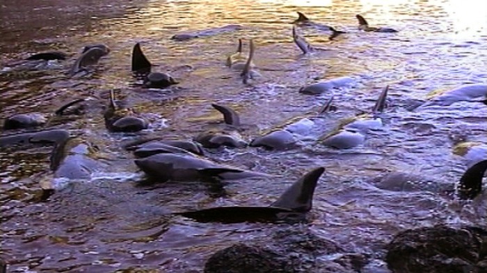 Pilot whales in Taiji (c) EIA