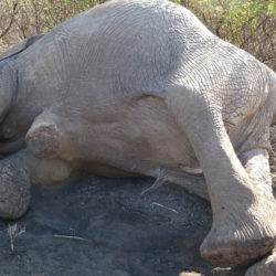 An elephant killed by poaching