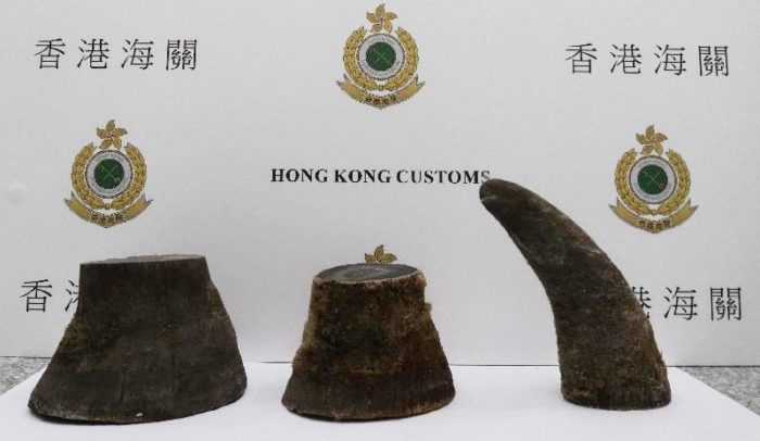 Rhino horns seized in Hong Kong, June 2017, by Hong Kong Customs