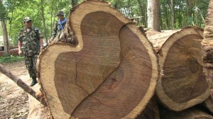 Thai Rangers on patrol examine rosewood trees cut by smugglers in a protected area along the Cambodian Border (c) Roger Arnold