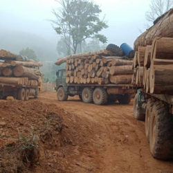 Large number of Trucks on a dirt road in the mist, all loaded with illegal Burmese teak