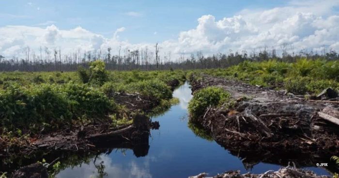 Sebangau peat