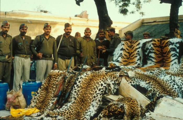 View of the haul of the famous seizure of illegally poached tiger, leopard and otter skins that took place in Khaga, India, January 2000.