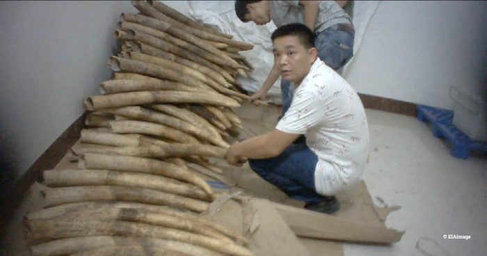 Shuidong ivory viewing