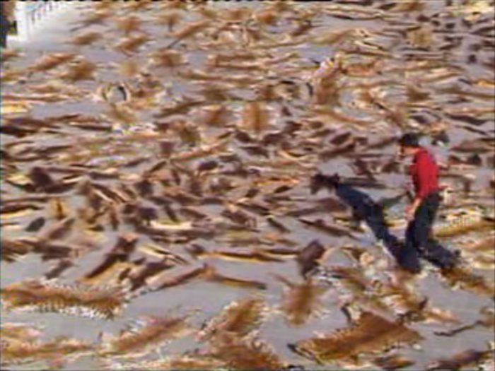 Framegrab of the largest ever haul of tiger and leopard skins made by the Anti-Smuggling Bureau in Tibet.