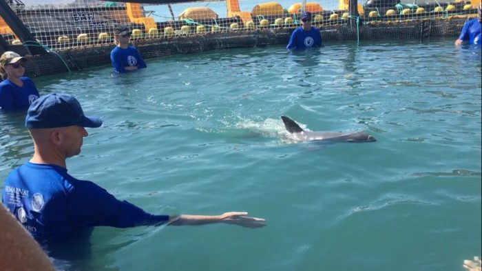 Team members with a vaquita calf (c) VaquitaCPR