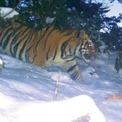 Tiger in snow, Dibang Valley, India