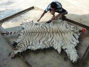 Tiger skin being processed at Xia Feng, China (c) EIA