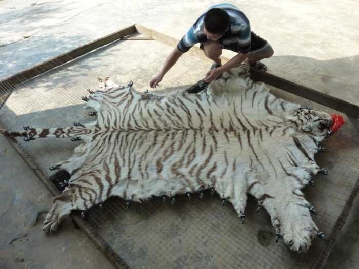 Tiger skin being processed at Xia Feng (c) EIA