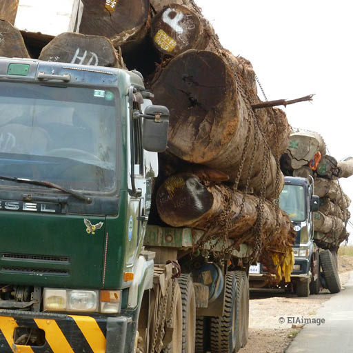 Transporting illegal timber in Vietnam