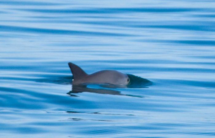 Vaquita (c) Chris Johnson