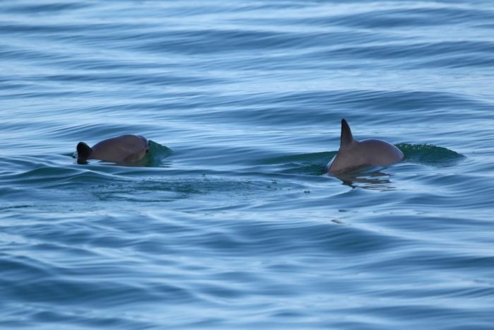 Vaquita