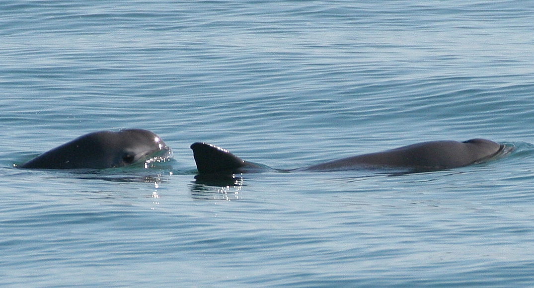 Vaquitas, by Paula Olson - NOAA