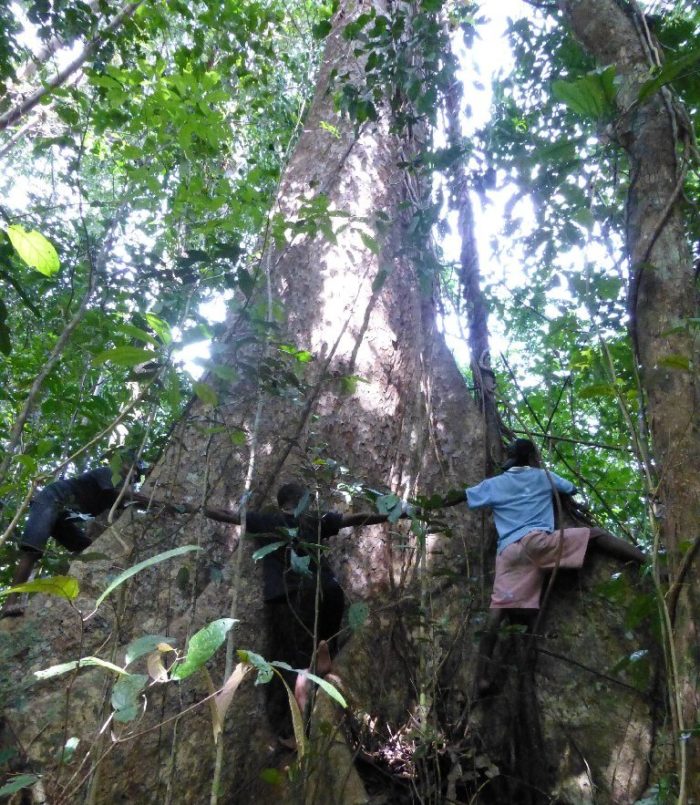 Villagers circle a tree in the threatened Aru islands, Indonesia (c) Forest Watch Indonesia