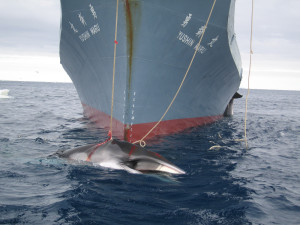 A whale is captured by the Yushin Maru, a Japanese harpoon vessel (c) Customs and Border Protection Service, Commonwealth of Australia