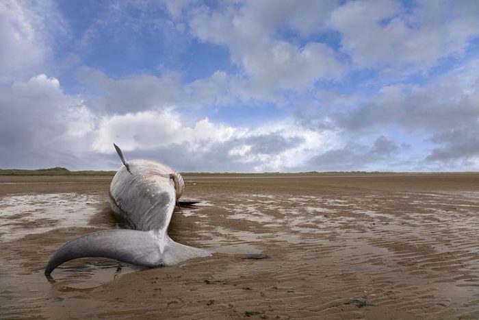 Whale stranding has been observed to be particularly frequent after military manoeuvres that deploy extremely loud sonar, via OceanCare