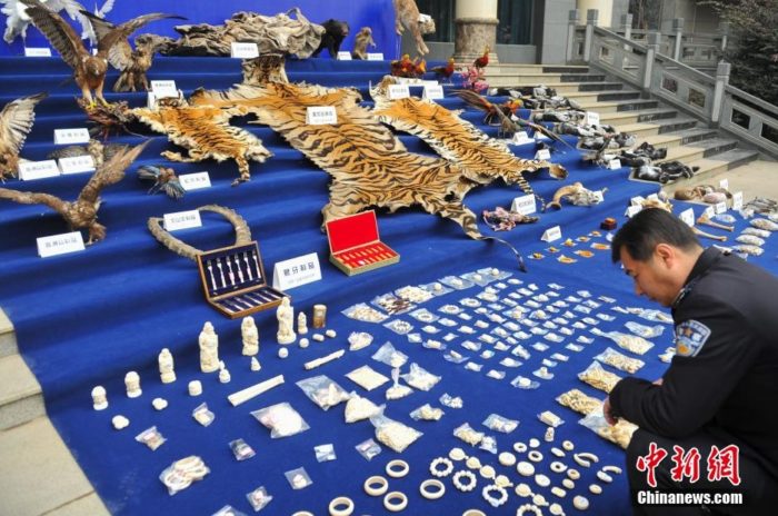 Yunnan Forest Police showcase wildlife products seized in 2013, via Chinanews dot com