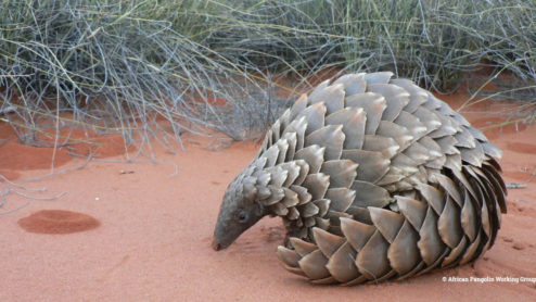 African pangolin