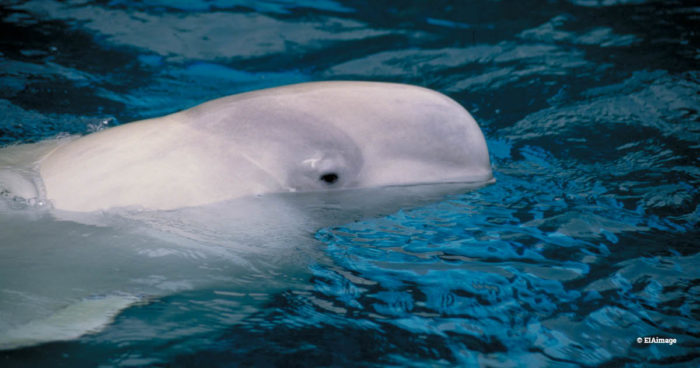 beluga whale