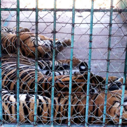 Three captive tigers behind a fence, China