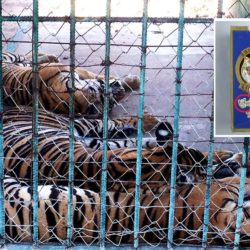 Three tigers lying in an enclosure with an overlay image of a bottle of tiger bone wine