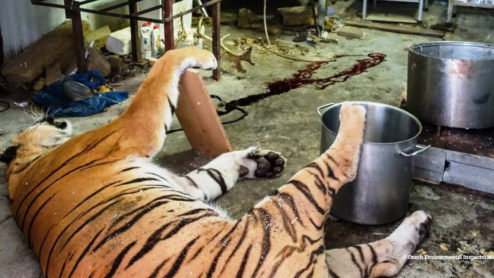 Black market tiger slaughterhouse in the Czech Republic, raided in 2018