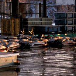 Dall's porpoises unloaded for sale at Otsuchi, Japan