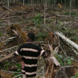 Man in destroyed forest