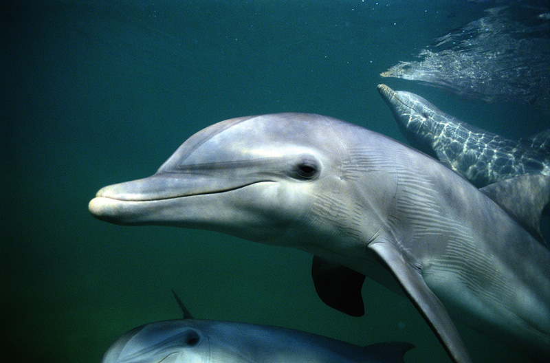 Cetaceans