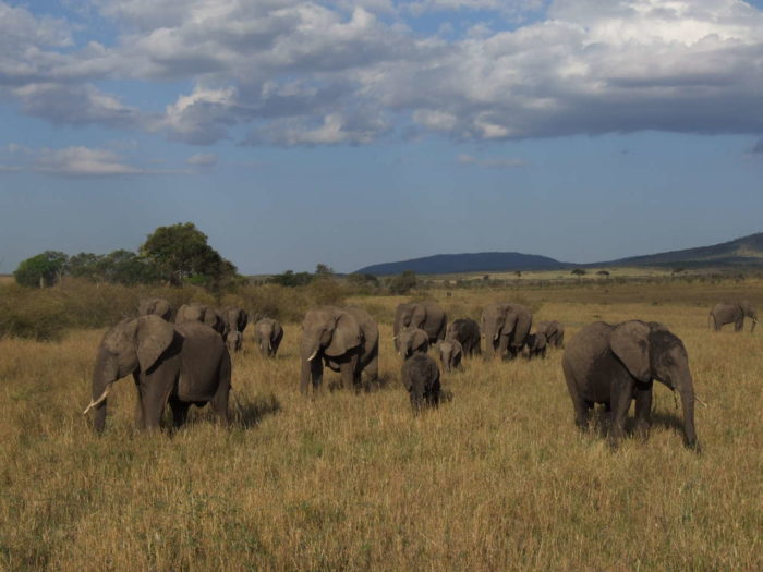 Herd of savannah elephants