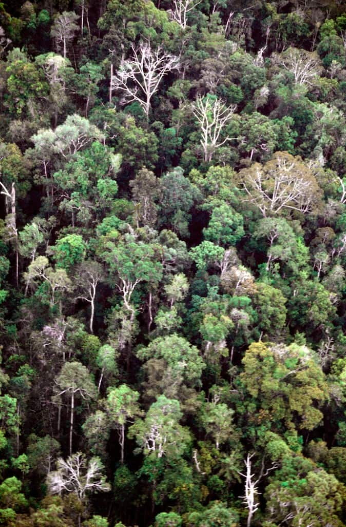 Aerial view of a forest.