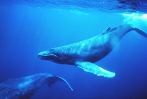 Humpback whales, by NOAA