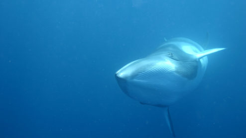 upclose with a dwarf minke whale