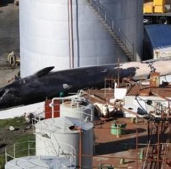 Dead whale at factory
