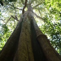 A look to the crown of a big tree, from below