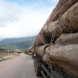 A line of trucks carrying wood trunks