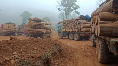 Trucks carrying timber, Myanmar