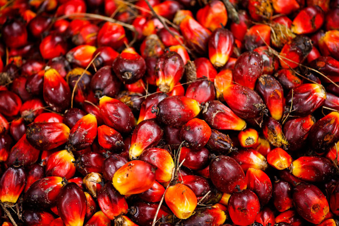 Oil palm fruits, Indonesia