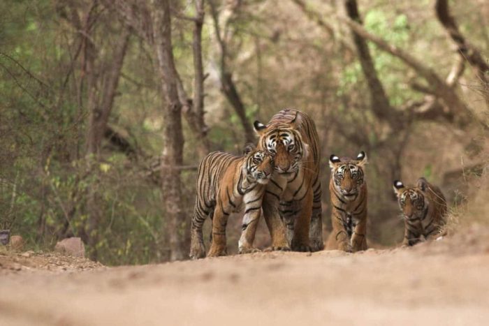 Tiger and three tiger cubs in a forest