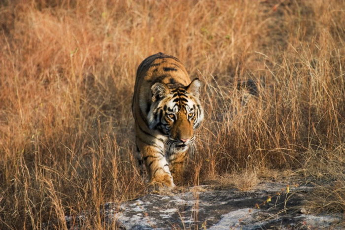 Tiger walking through grassland