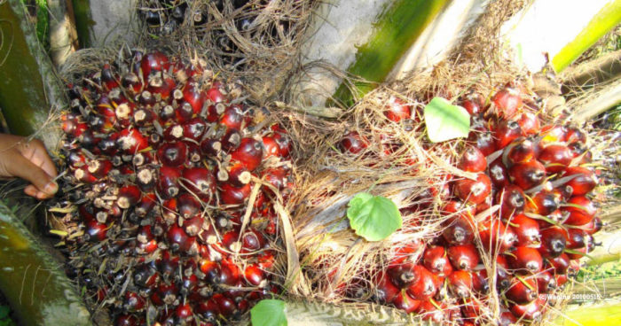 palm fruits