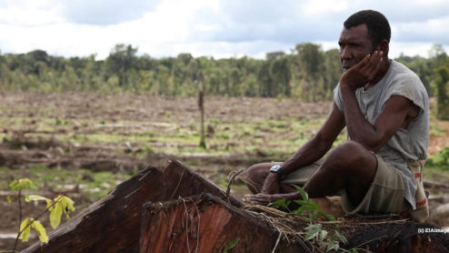 Palm oil deforestation in Papua