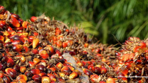 A pile of Palm oil fruits