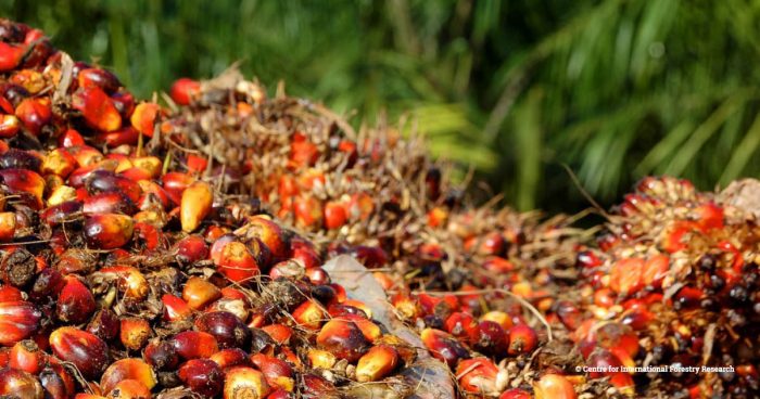 A pile of Palm oil fruits