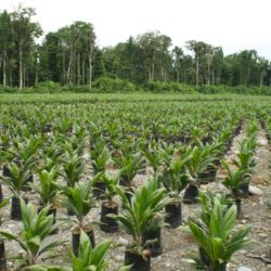 Oil palm plantation in Indonesia (c) EIAimage