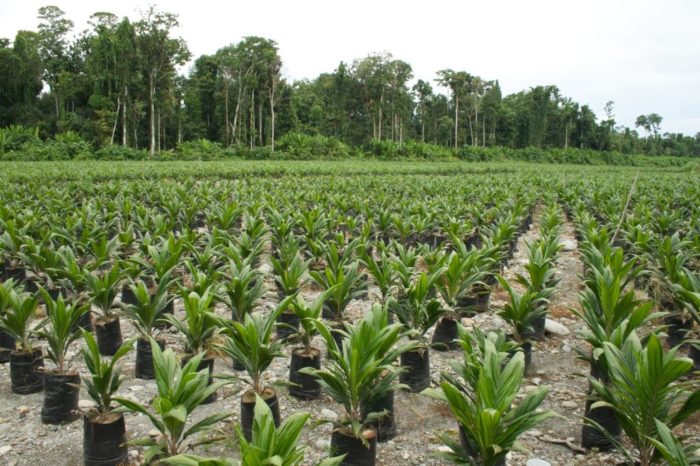 Oil palm plantation in Indonesia (c) EIAimage