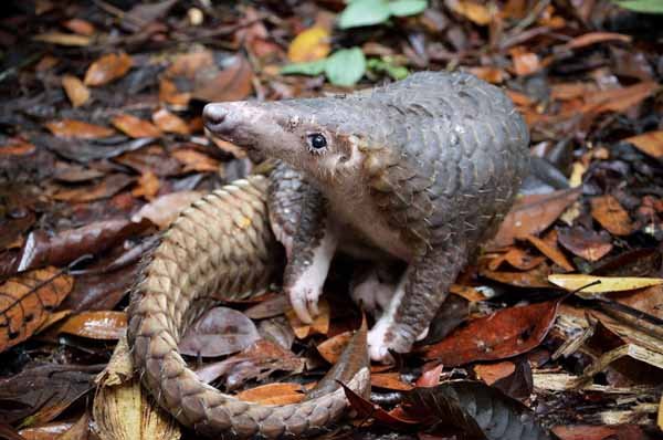 pangolin