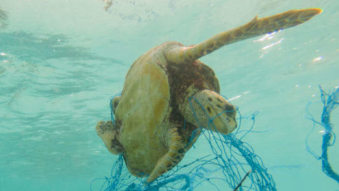Turtle caught in fishing net