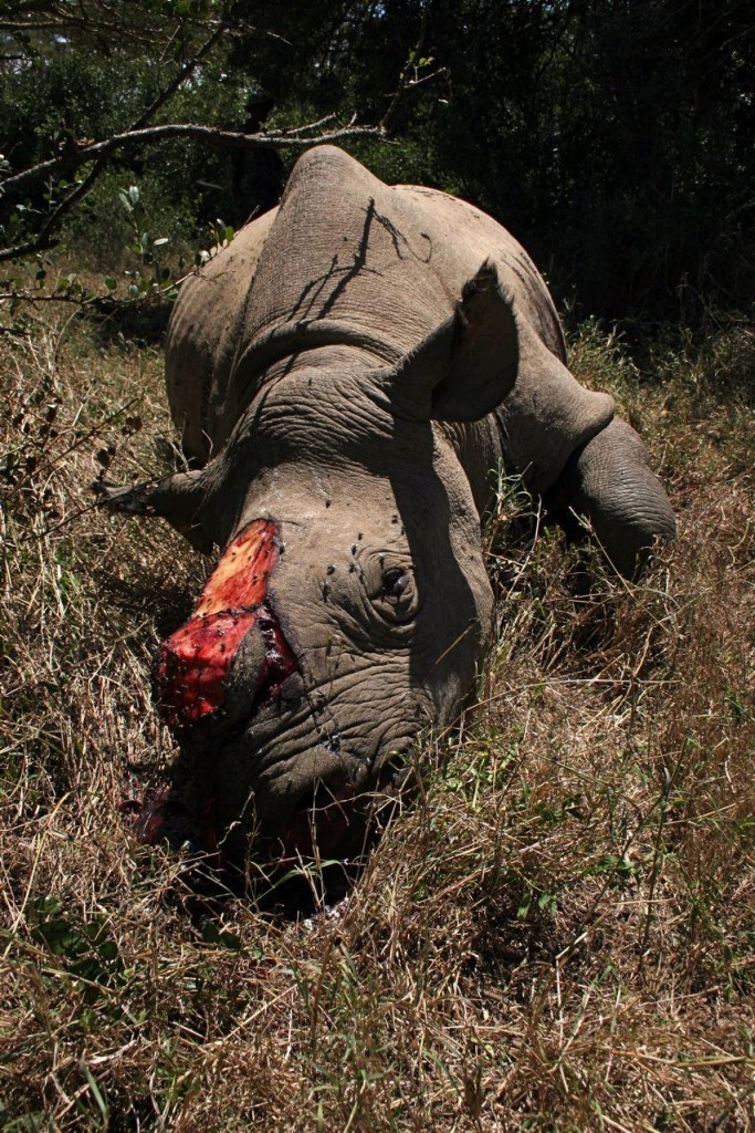 Rhino killed by poachers for its horn (c) EIA