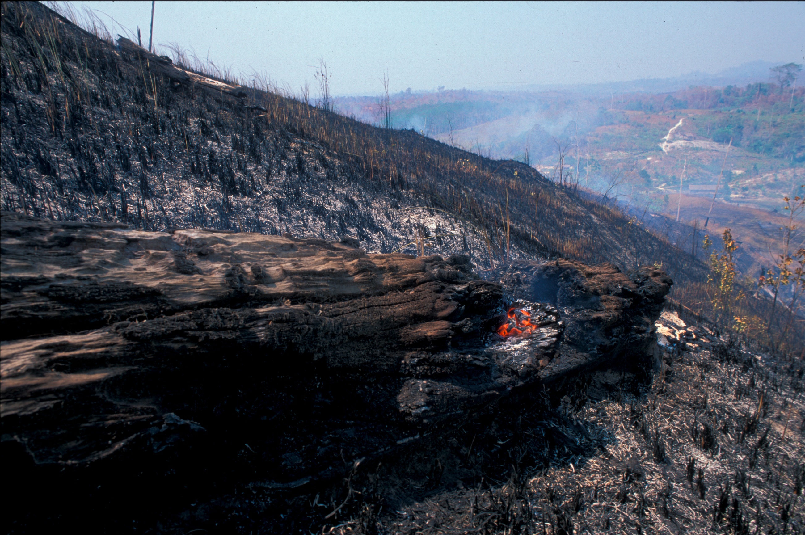 How much land will be really saved in Indonesia? Copyright EIA/Telepak